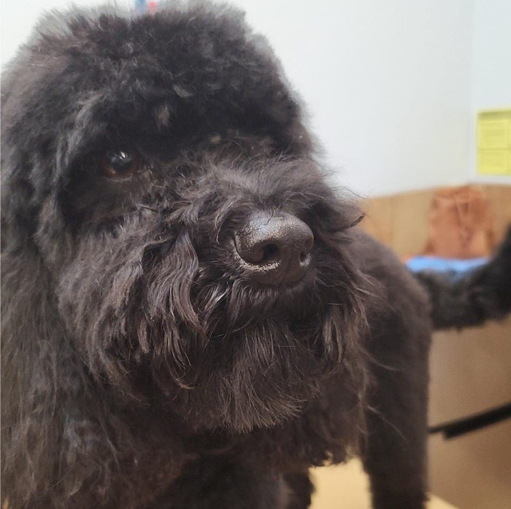 Meet your Posher, Misty